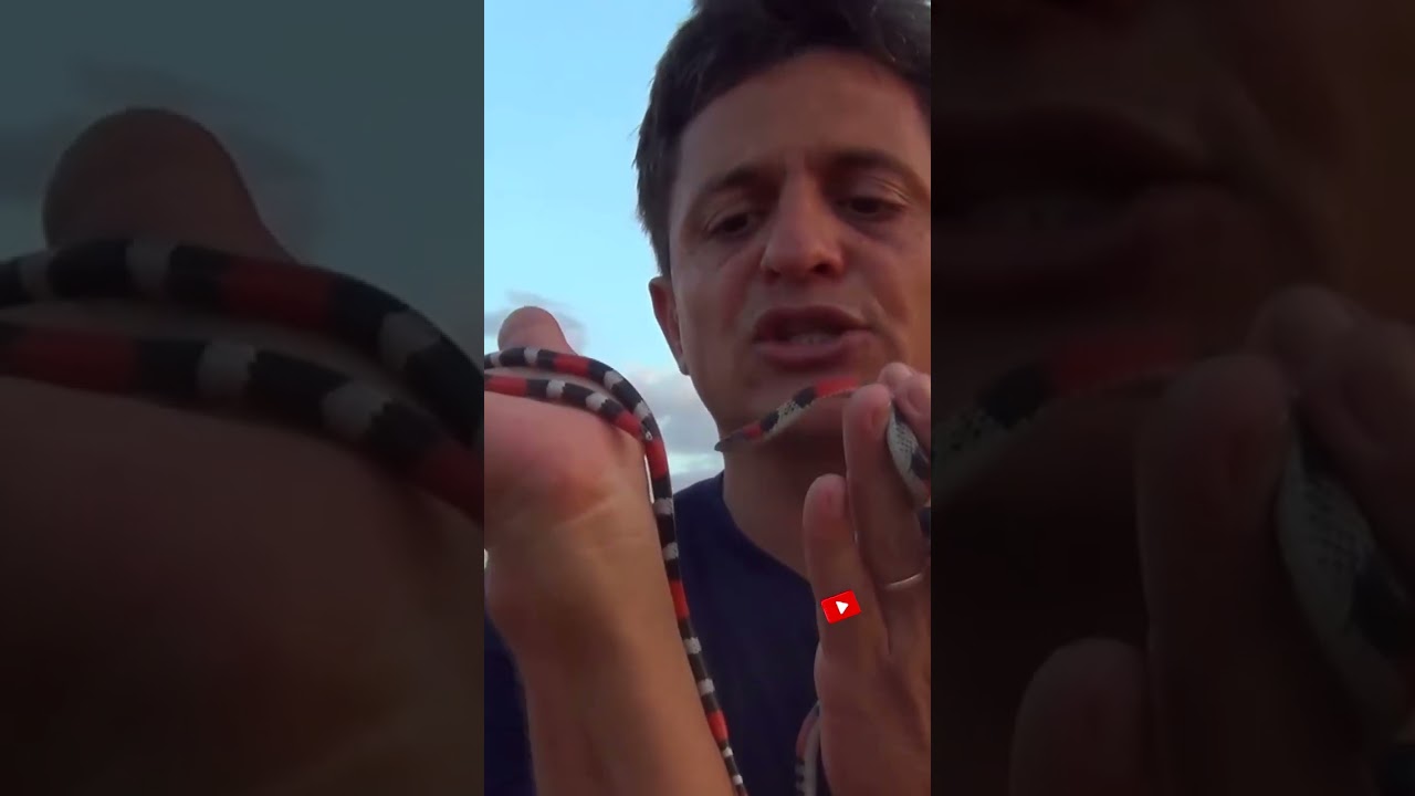 Aprenda a diferenciar a cobra CORAL FALSA da cobra CORAL VERDADEIRA