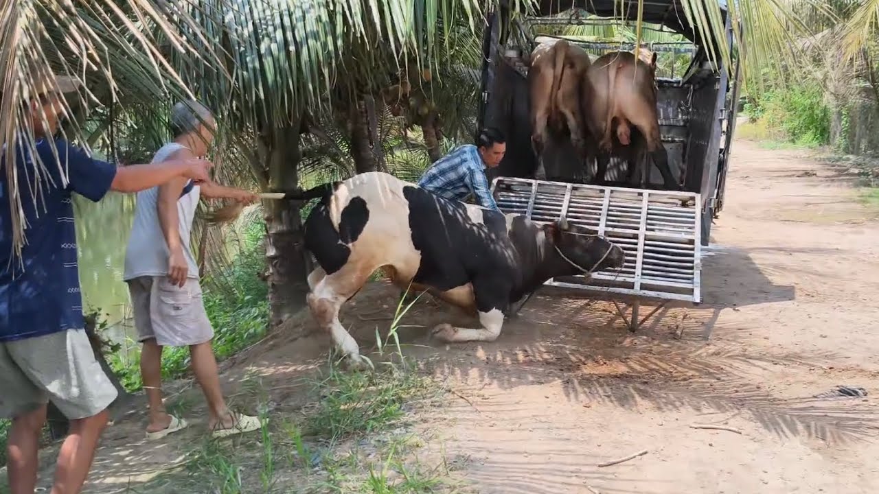 Tìm cách đưa bò bị gãy chân lên xe không được 