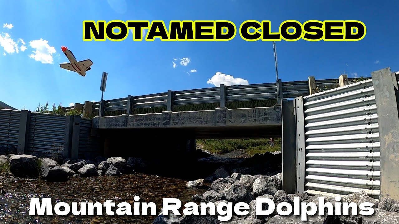 Free Range Mountain Dolphins