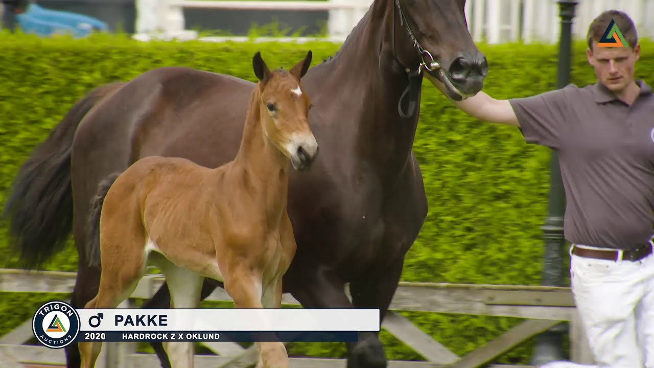 10 Pakke - Colt by Hardrock Z x Oklund