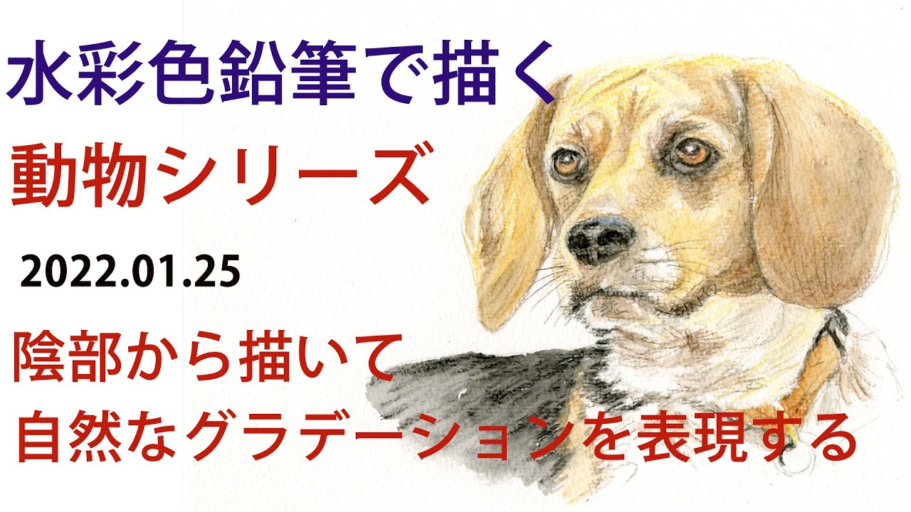 【水彩色鉛筆画レッスン】ビーグルを描きながら、重ね塗りでグラデーションを練習します。