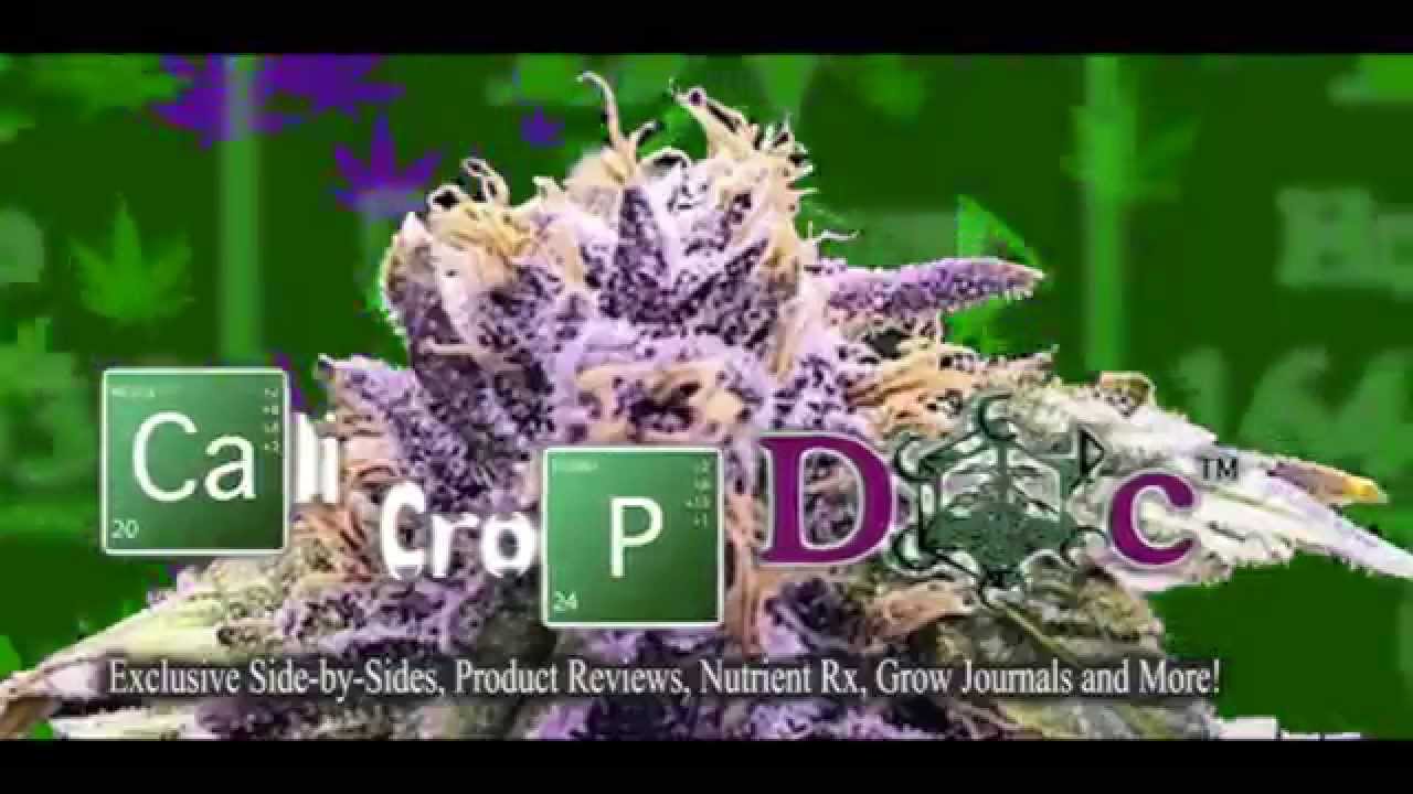 LEC -vs- HPS ep 4 side by side 3- 315w LEC vs 1- 1000w HPS on mover with TGA 9lb Hammer