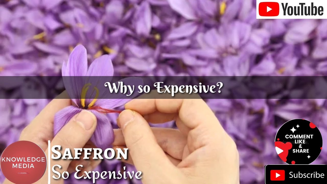 Why Saffron is so Expensive? | So Expensive | Reasons |Knowledge Media |