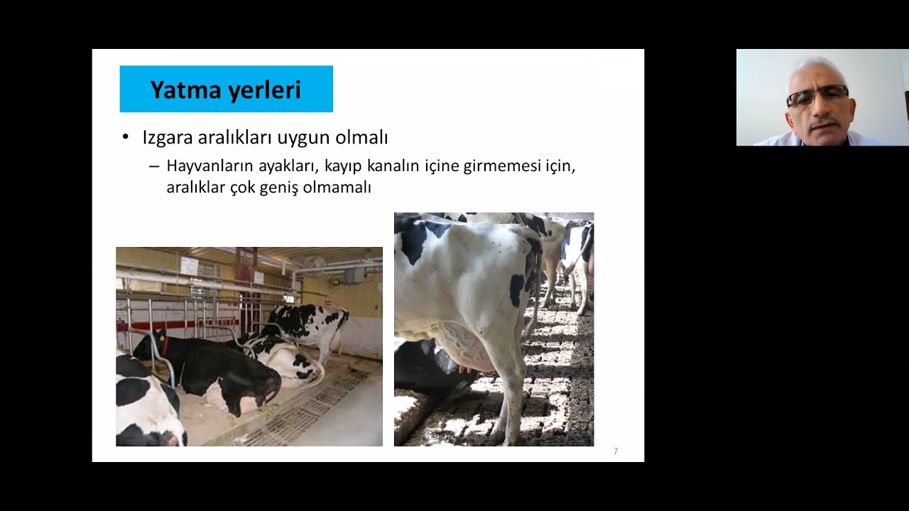 Sığırlarda Ayak Sağlığı Dr  Öğr  Üyesi Kamil Sağlam 1