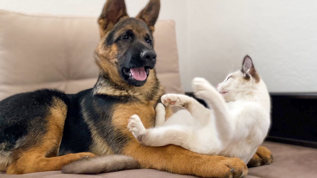 German Shepherd Puppy vs. Kitten [TRY NOT TO LAUGH]