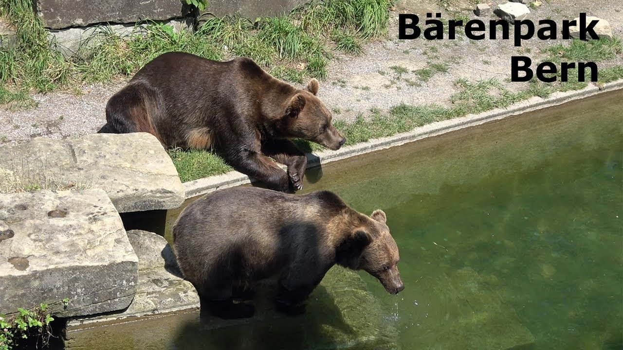 Bears in B&auml;rengraben, Bern