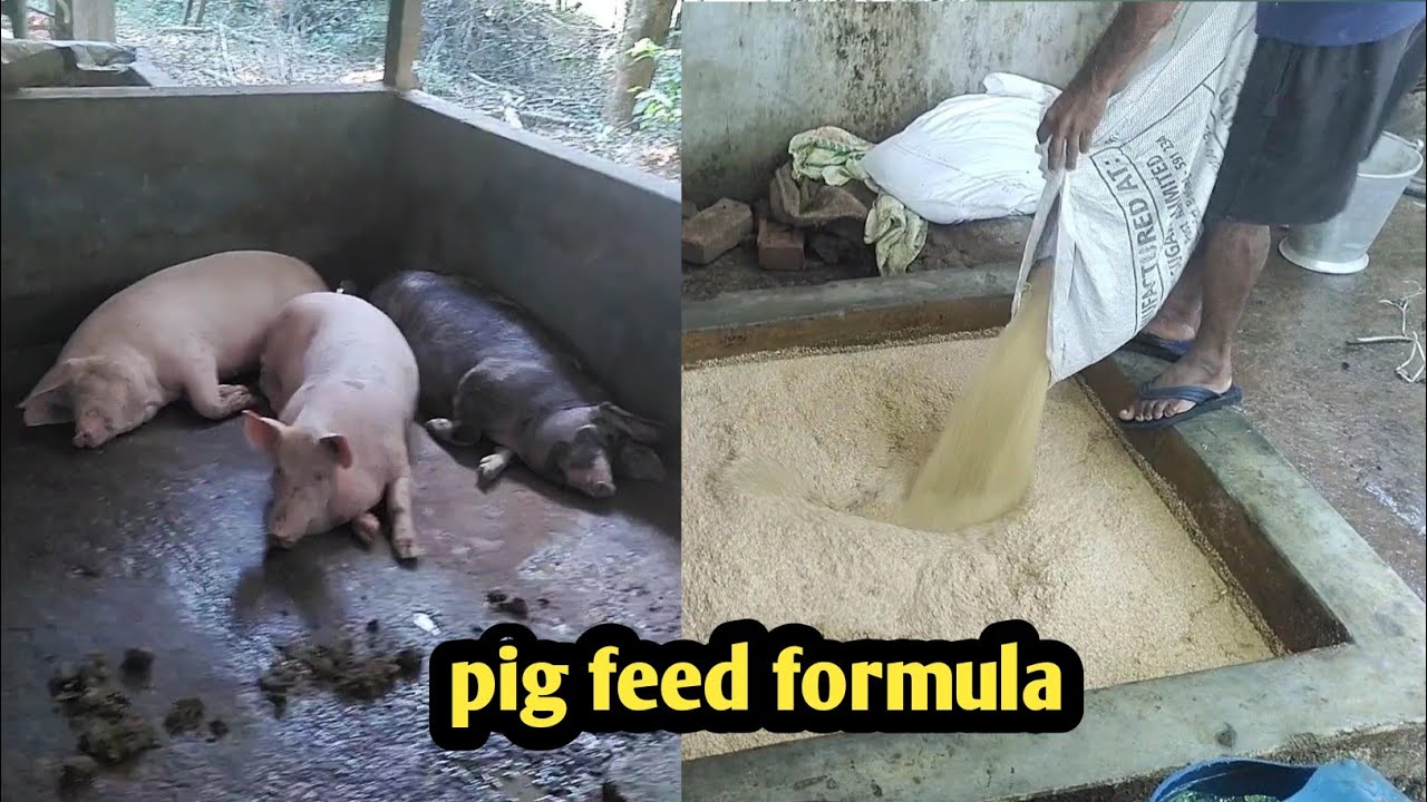 Pig Feed Formula Northeast farming || Tripura pig farming || pig farm traning