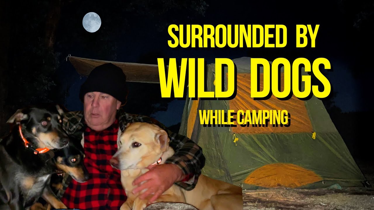 Wild Night Camping at Avondale Gardens | Surrounded by Wild Dogs