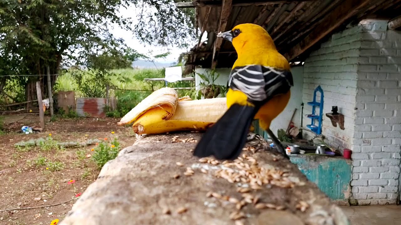 TURPIAL TOCHE AMARILLENTO | CANTO DE TOCHE 😱