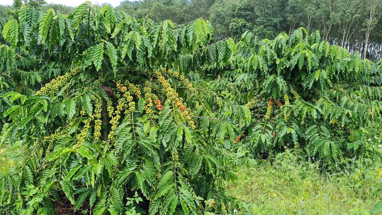 Bán gấp 3.7 ha giá mềm cà,tiêu mắc ca nước tưới tẹt ga bám 115 mét đường nhựa thổ cư Lh 0979653223