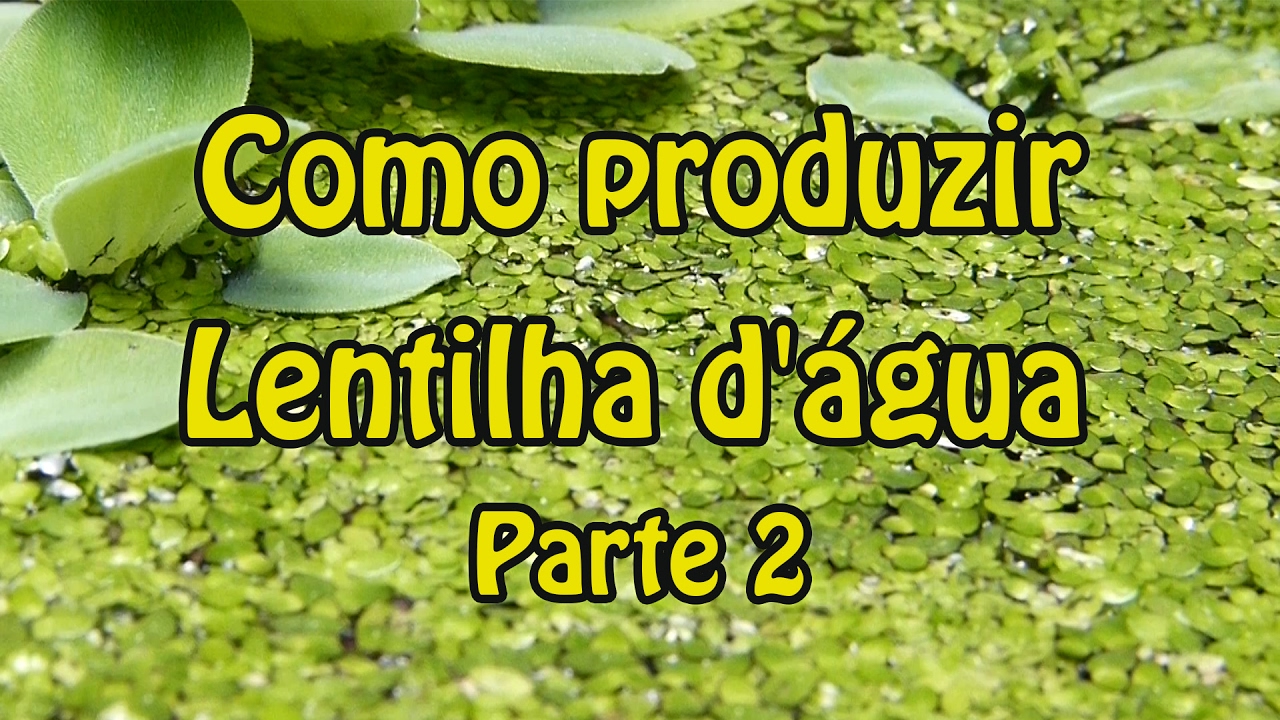 Como Produzir Lentilha D&rsquo;&aacute;gua &ndash; Parte 2