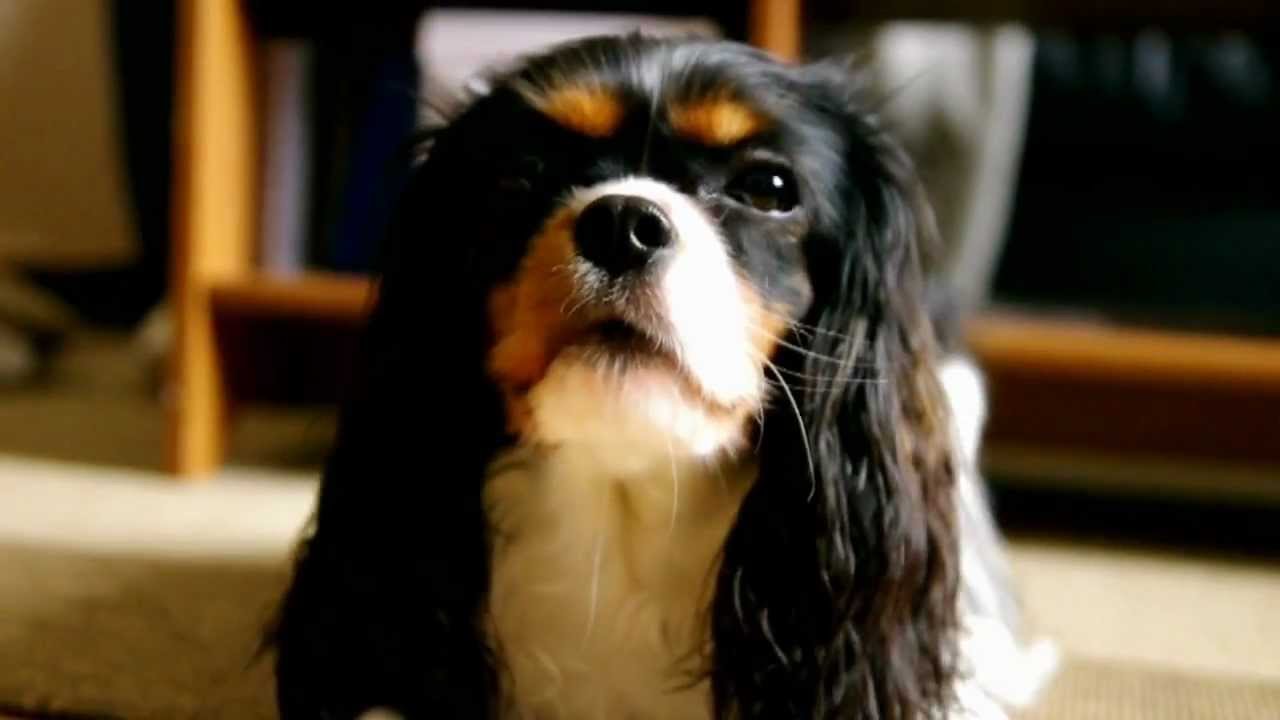 Growling Cavalier king charles spaniel