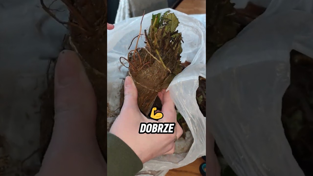 Auuu... 🍓🔺 Truskawki z Paczkomatu vs. PIRAMIDOWA 🤷&zwj;♂️ Obumrą Czy Przeżyją? #truskawki #uprawa #ogr&oacute;d