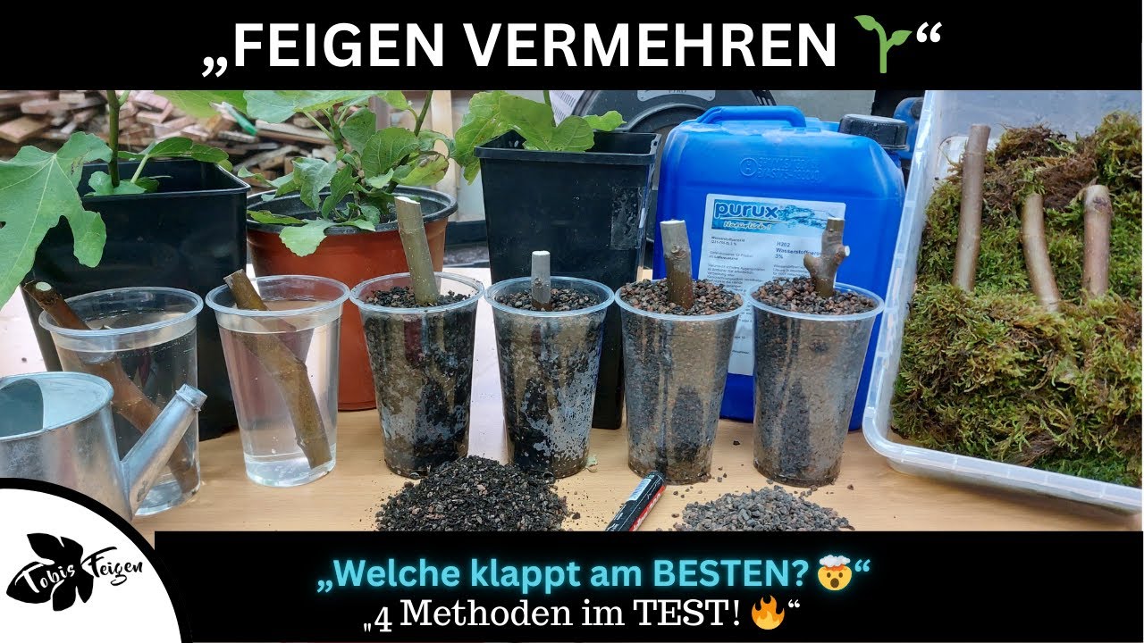 Feigenstecklinge bewurzeln 🔥4 Methoden im Vergleich – welche ist die beste?