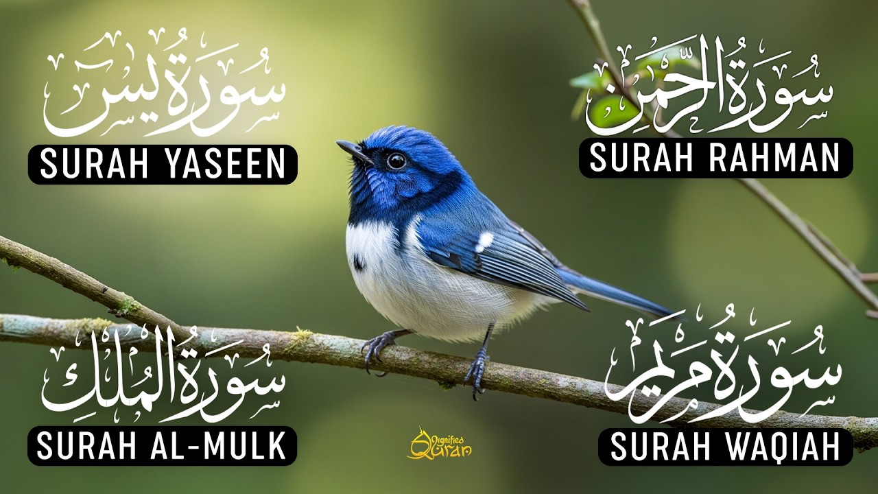 Magical Recitation Surah Yaseen | Surah Rahman | Surah Waqiah | Surah Mulk | Muhammad Hijazi | EP04