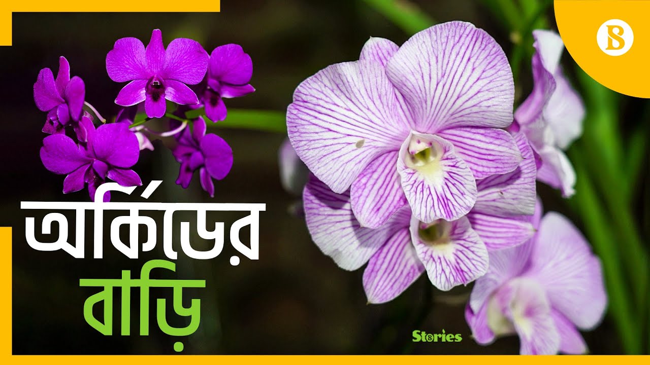 ৩৫ বছর ধরে ভালোবাসায় চলছে অর্কিড সোসাইটি | Orchid Flower | The Business Standard
