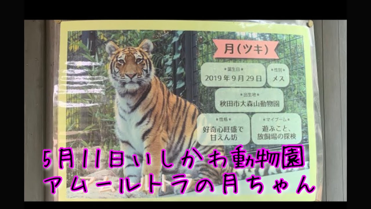 いしかわ動物園　アムールトラの月ちゃん（大森山動物園出身）ちょっと、ミタケ君（茶臼山動物園出身）