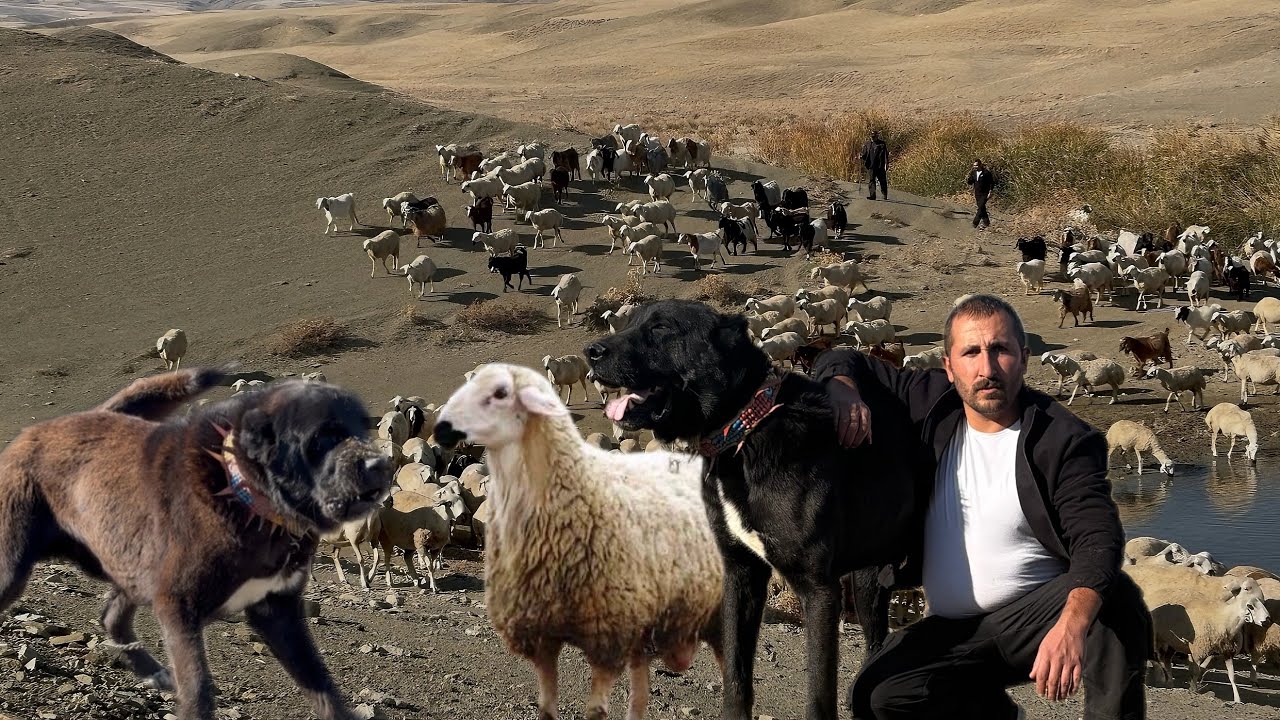 20 SİYAH ANADOLU ÇOBAN KÖPEĞİ ve 500 KOYUNU ile AVŞAR BOYLARINDAN MUHAMMET