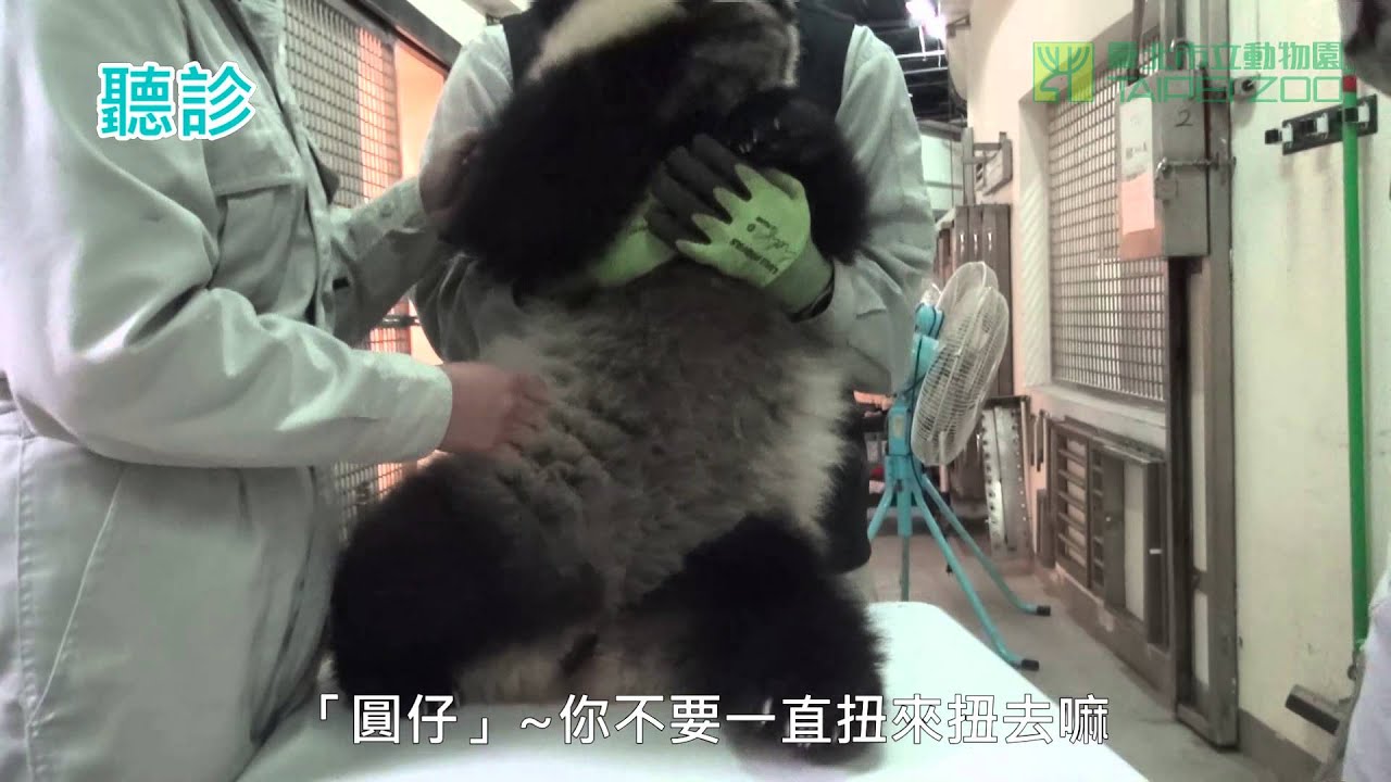 圓仔七個月大健檢 Giant Panda Cub Yuan Zai 7 Months Old Health Examination