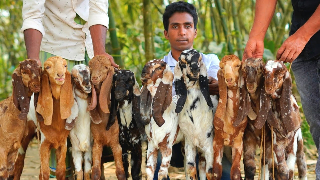 সাব্বির ভাই হাই কোয়ালেটি ছাগলের কালেকশন। #goat #farming 