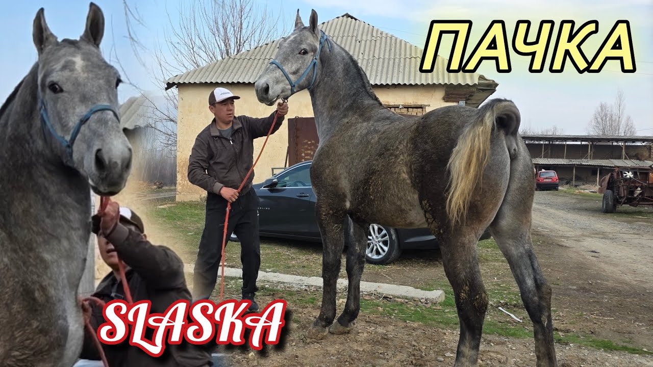 1 пачка СЛАСКА ТАЙ КАМБАРДАН