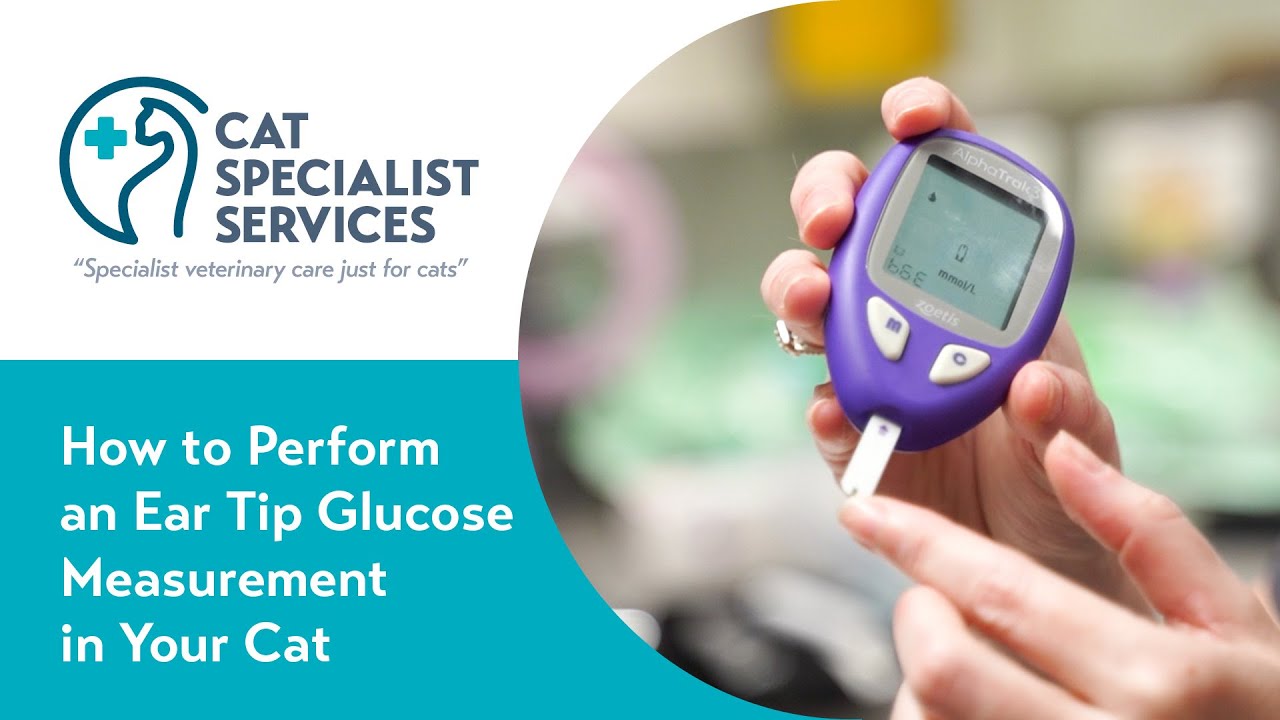 How to Perform an Ear Tip Blood Glucose Measurement
