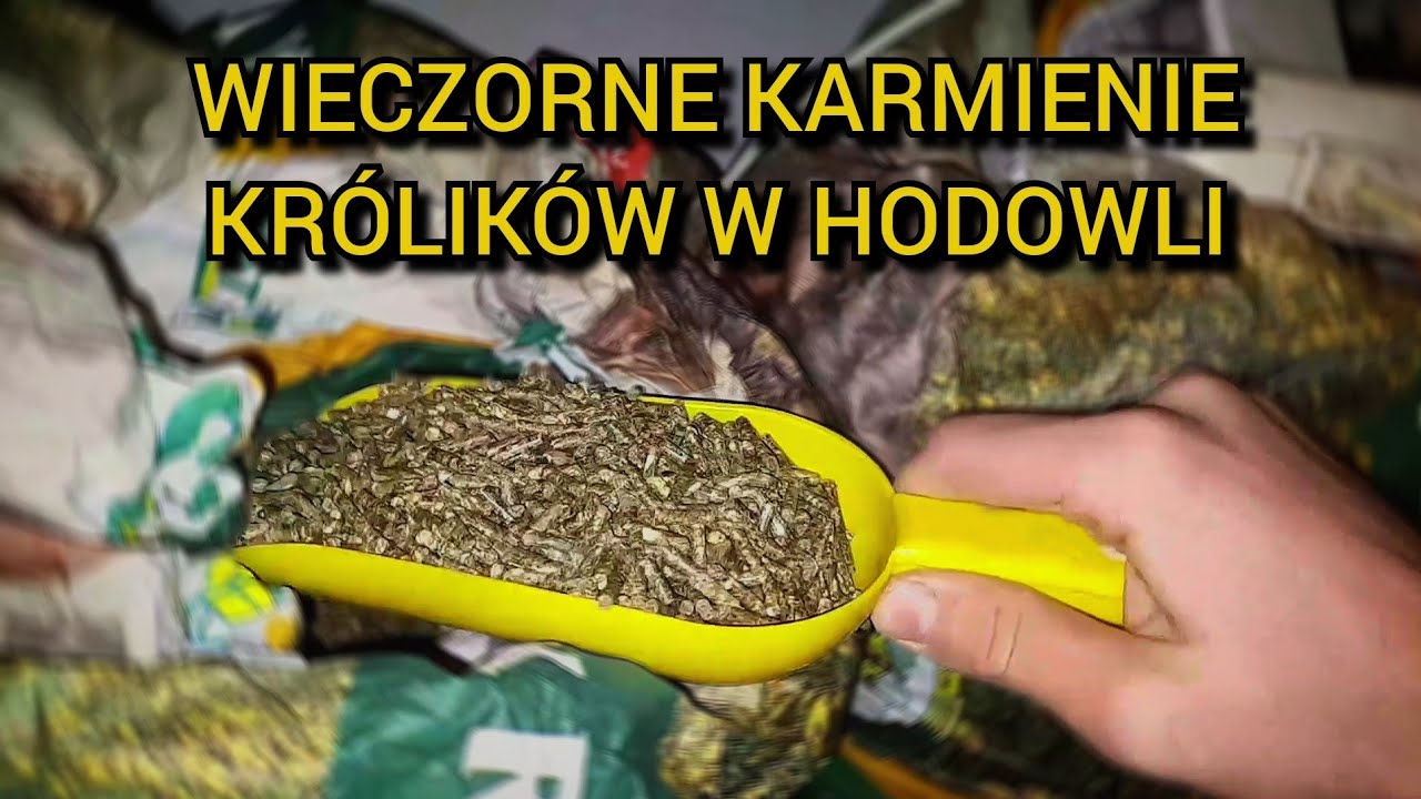 WIECZORNE KARMIENIE KRÓLIKÓW W MOJEJ HODOWLI 🌚🌠 porównanie kilka rodzajów paszy dla królików 🌾🐇
