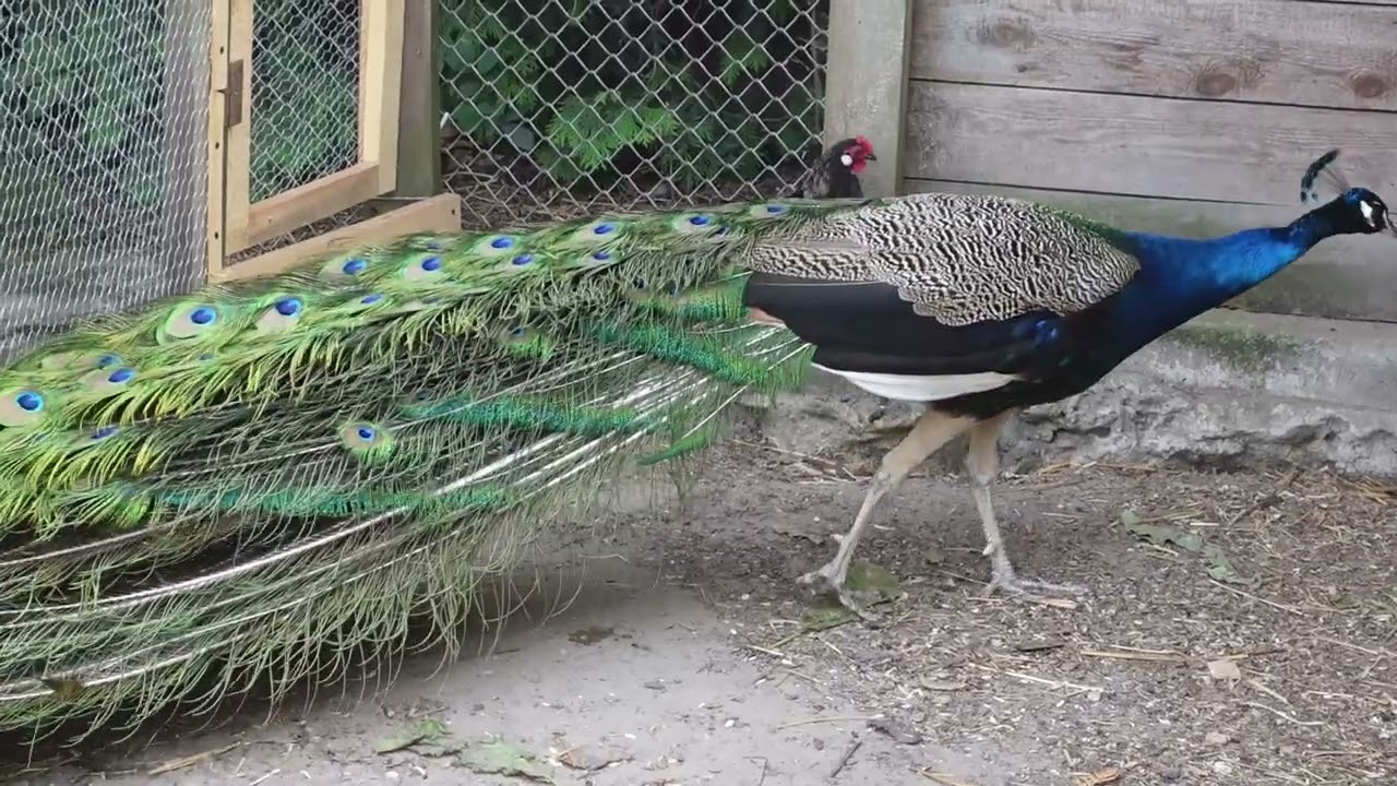 pawie indyjskie, wykluły się młode,Indian peacocks, babies hatched #birds #peacock #aviary #cute