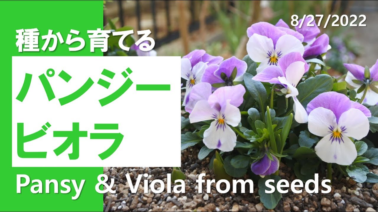 種まき｜パンジー ビオラの育て方｜Growing Pansy & Viola from seeds