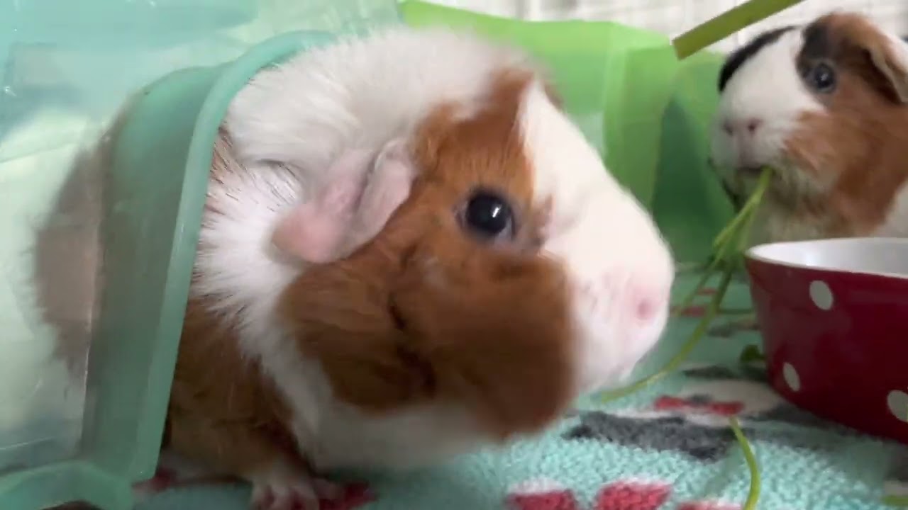 Sunday morning parsley party