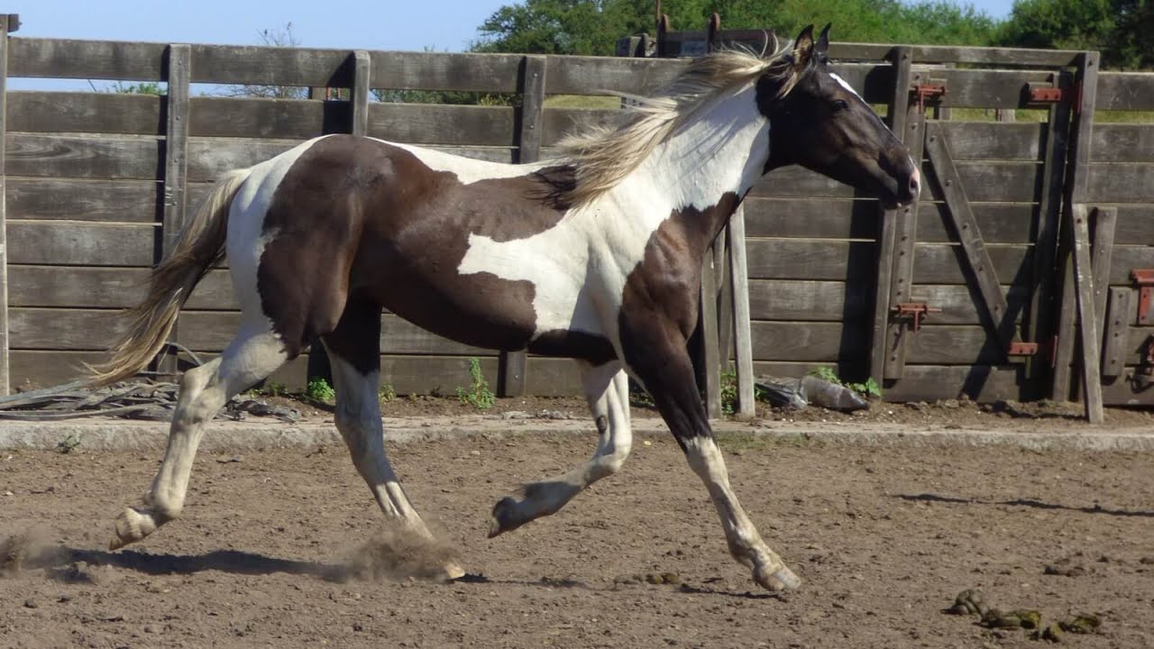 🐴✅ POTRO TOBIANO NEGRO - $720.000 - LOSEQUINOS.COM
