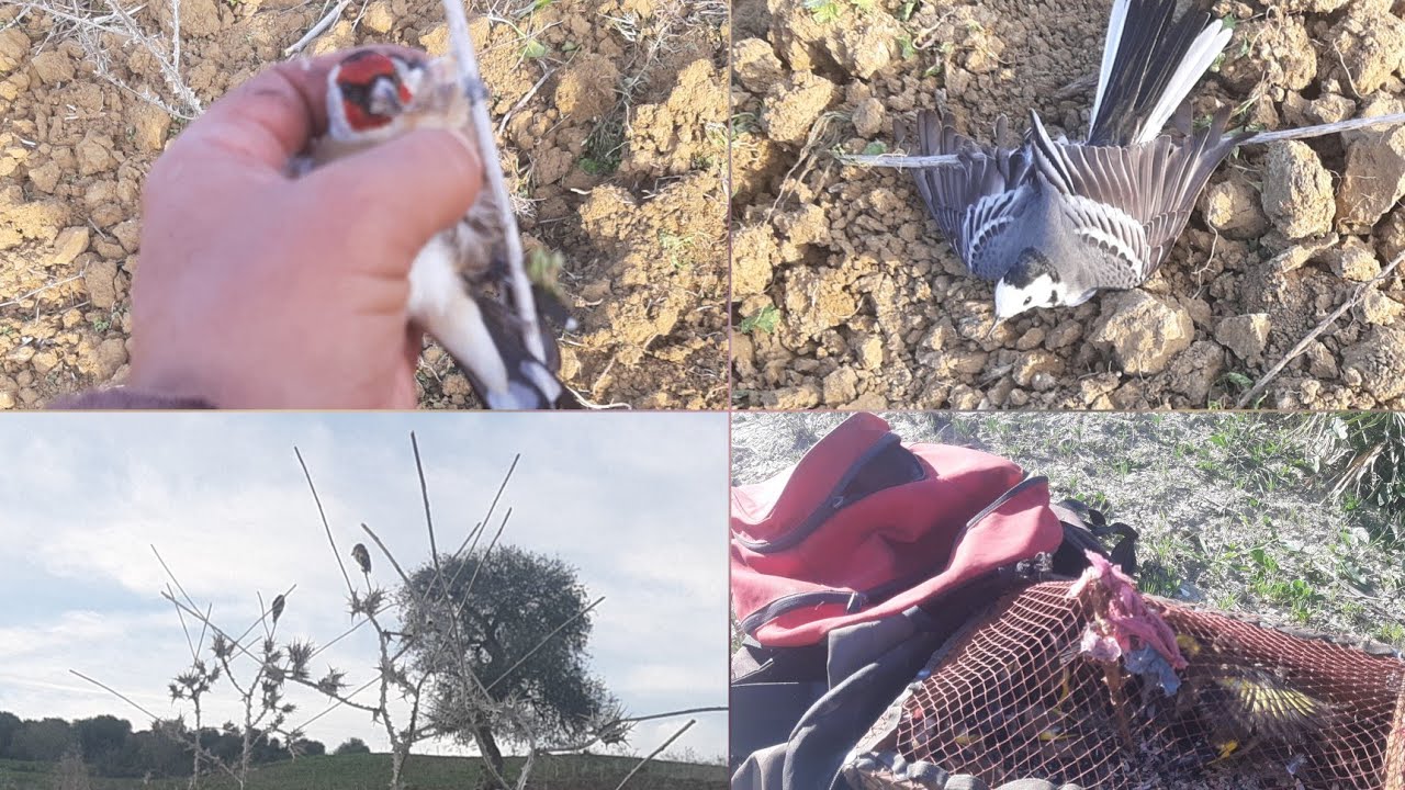 احسن رحلة صيد طائر الحسون في البرية صيد بكمية شاهد أحسن والروع