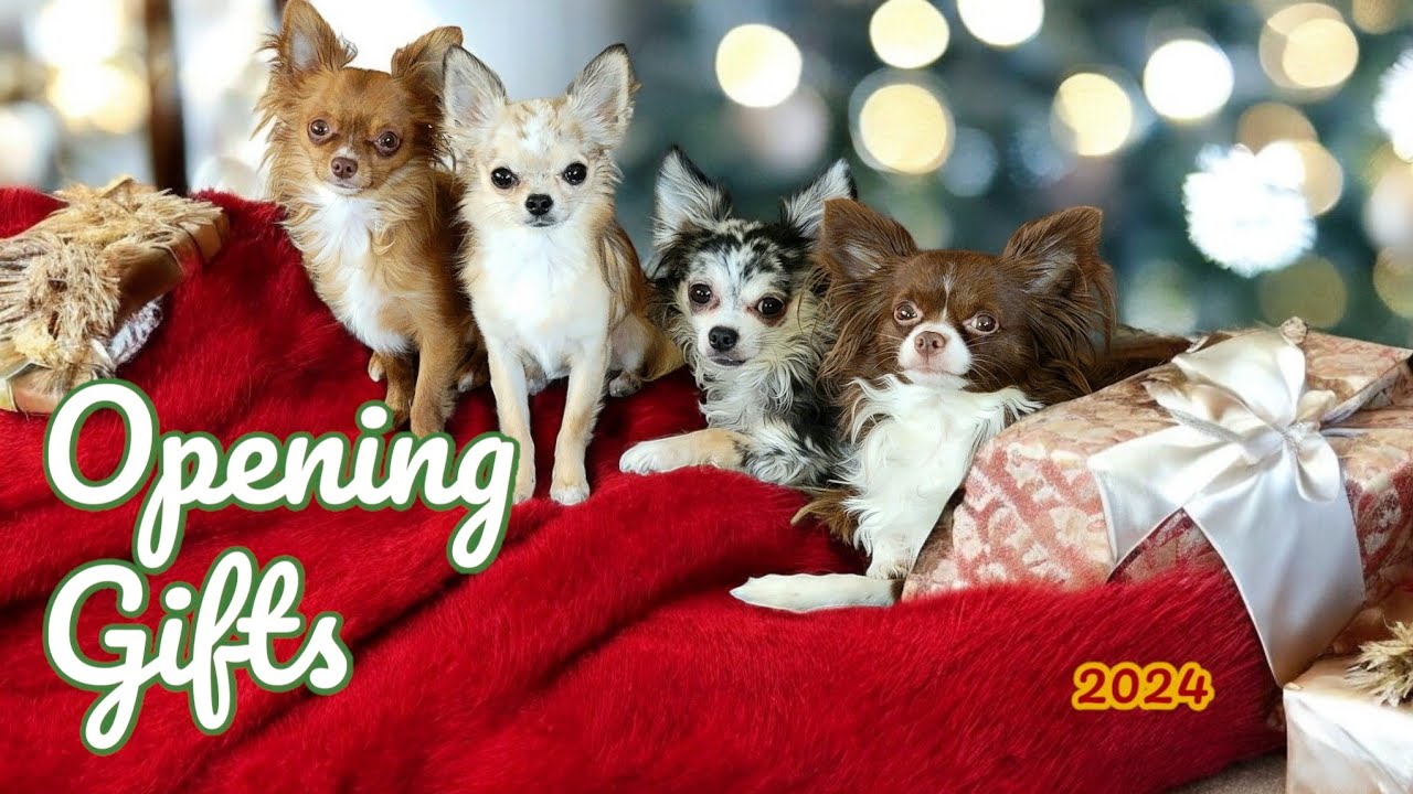 Gremlins get some presents! Chihuahua Christmas 2024.