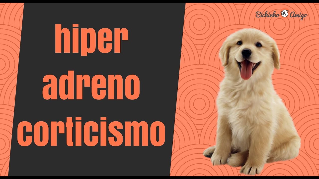 Hiperadrenocorticismo em Cães - O que é, sintomas, diagnóstico e tratamento
