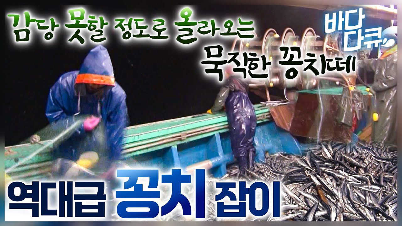 발에 차일 정도로 잡히는 꽁치 풍어에 오히려 당황한 선원들 / 역대급 대풍어  꽁치잡이 / 즉석 꽁치 회무침 / #바다다큐