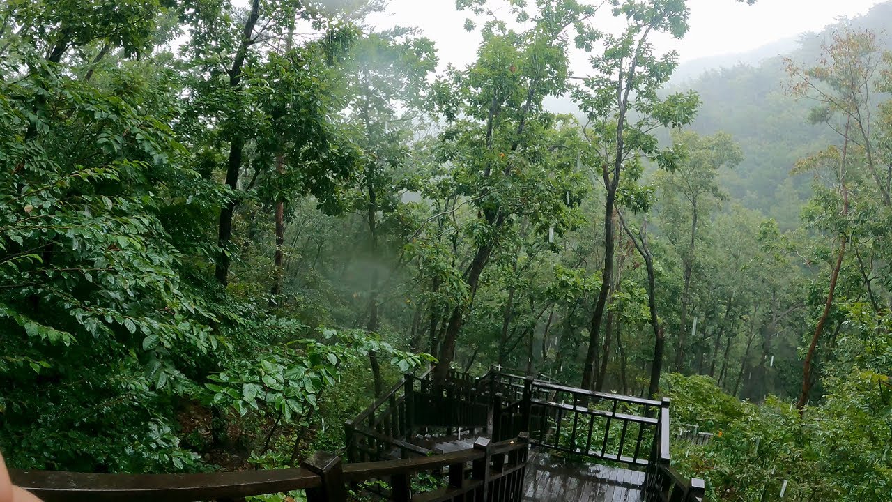 【4K】  Rain walk - Forest #7 (Busan Healing Forest)