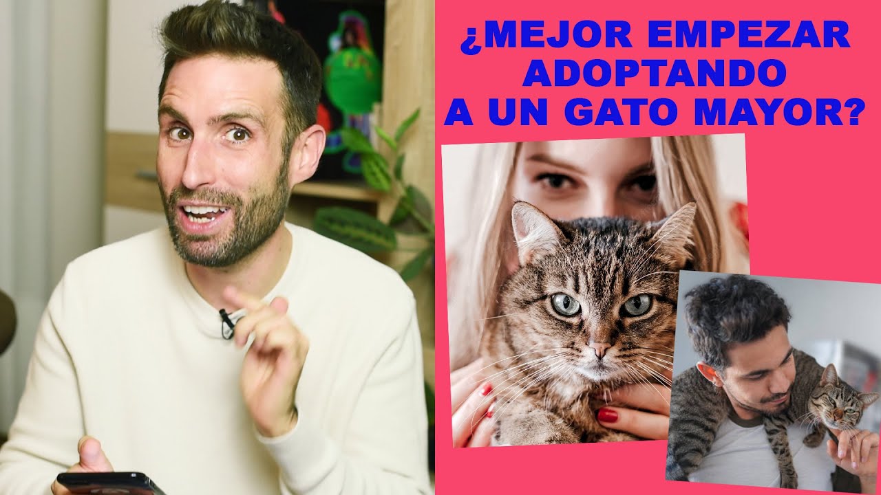 ¿Es mejor empezar adoptando a un gato mayor o pequeño?