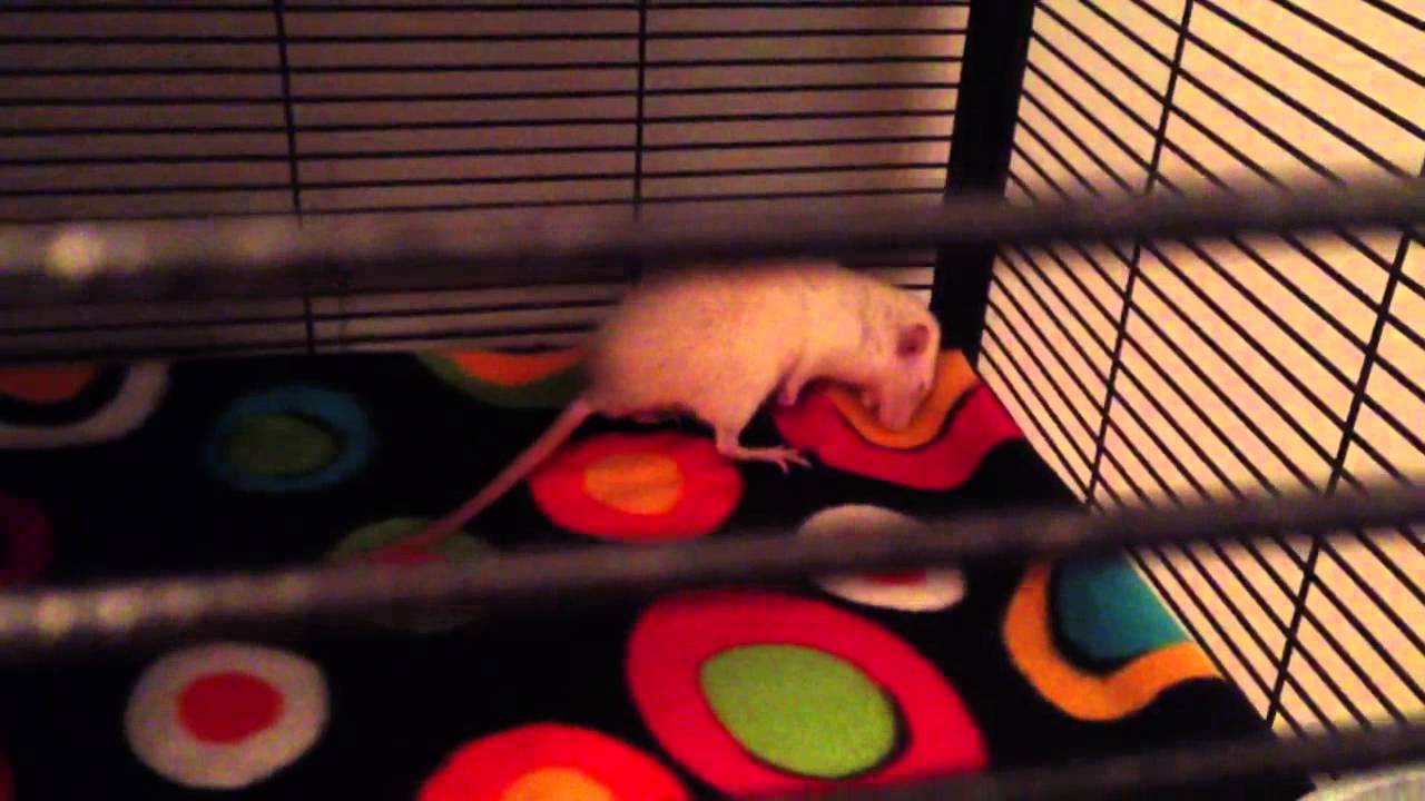 Rat Rapture 014 - WARNING: RAT SEIZURE