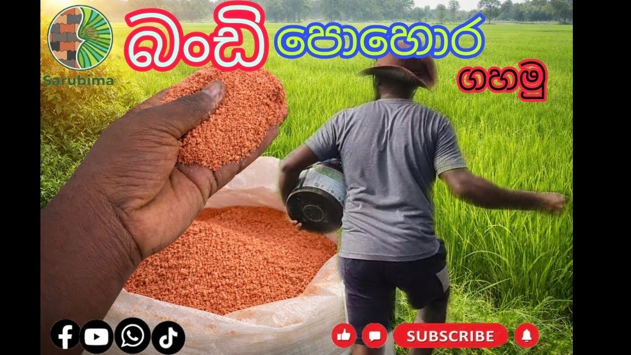 තුන්වෙනි පොහොර මුරය (බංඩි පොහොර ) ගහමු 🌾