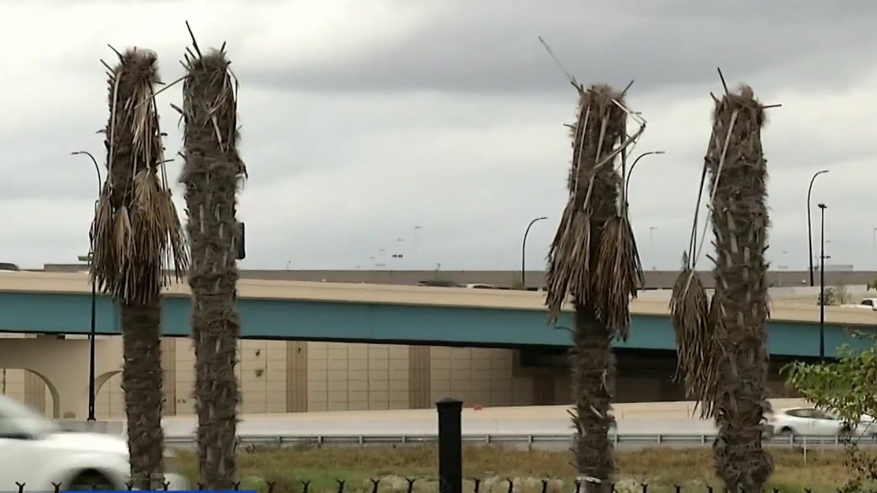 Who will pay for the 100 dead palm trees along I-4?