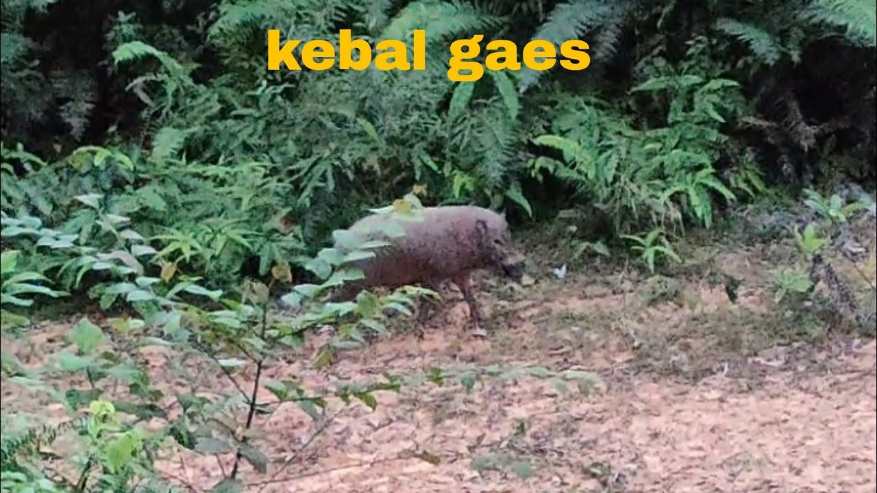 Berburu hama Babi hutan babi jantan yang kebal.