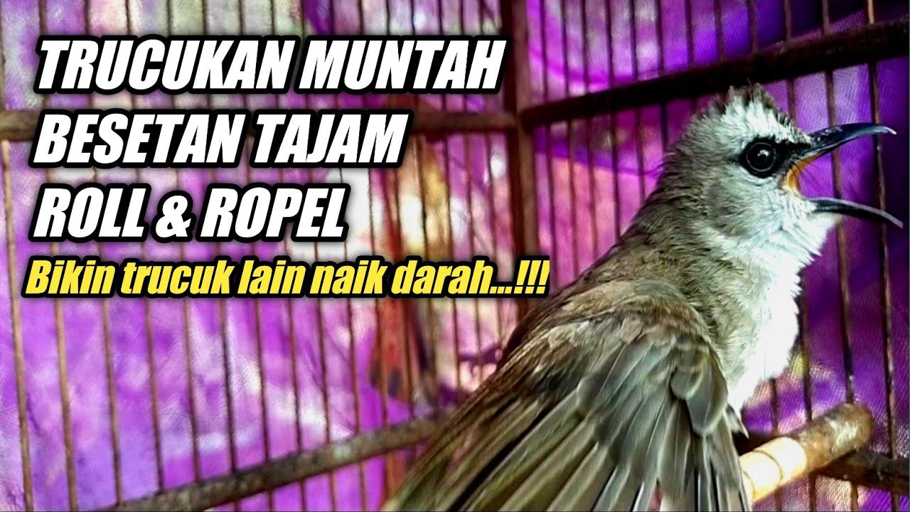 TRUCUKAN NGAMUK GACOR Mbeset Roll Ropel Bikin TRUCUK lain Ribut