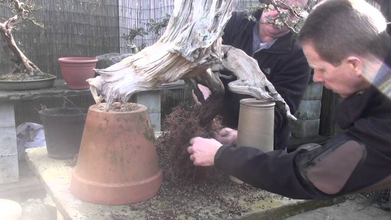 BIG yew first Potting