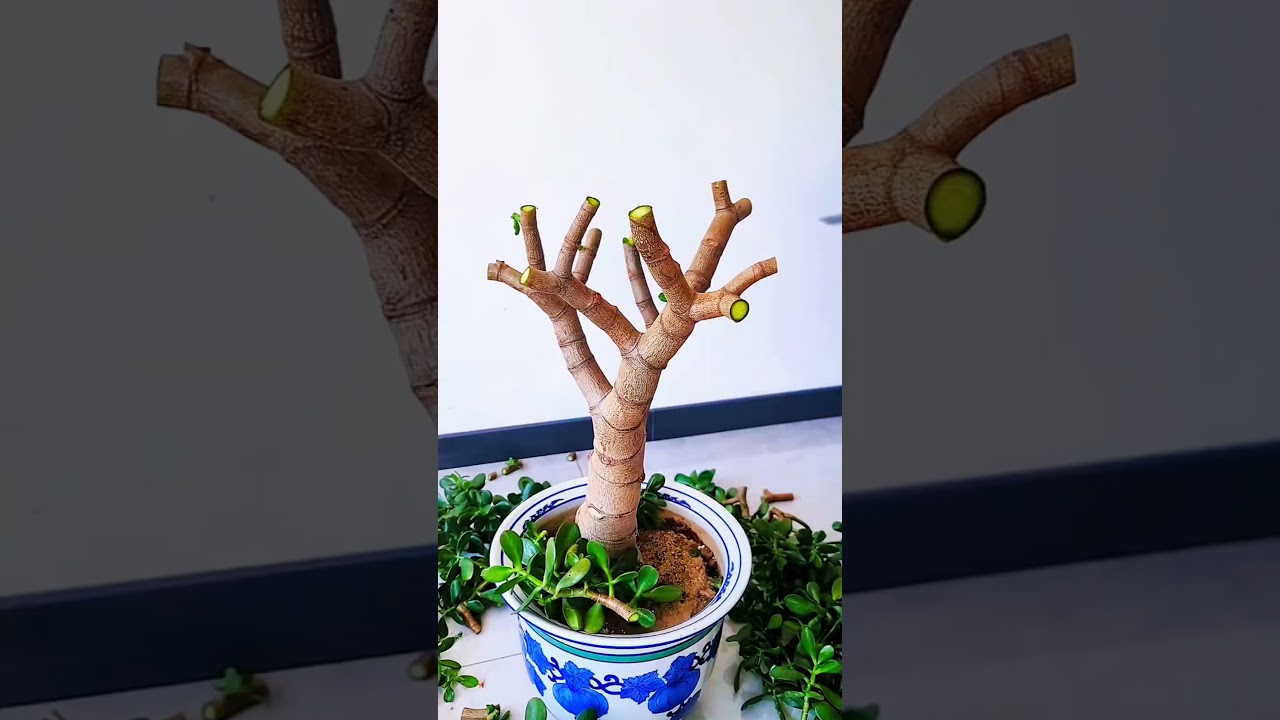 pruning jade plant #prune #gardenplant #plantssparkjoy #heronsbonsai