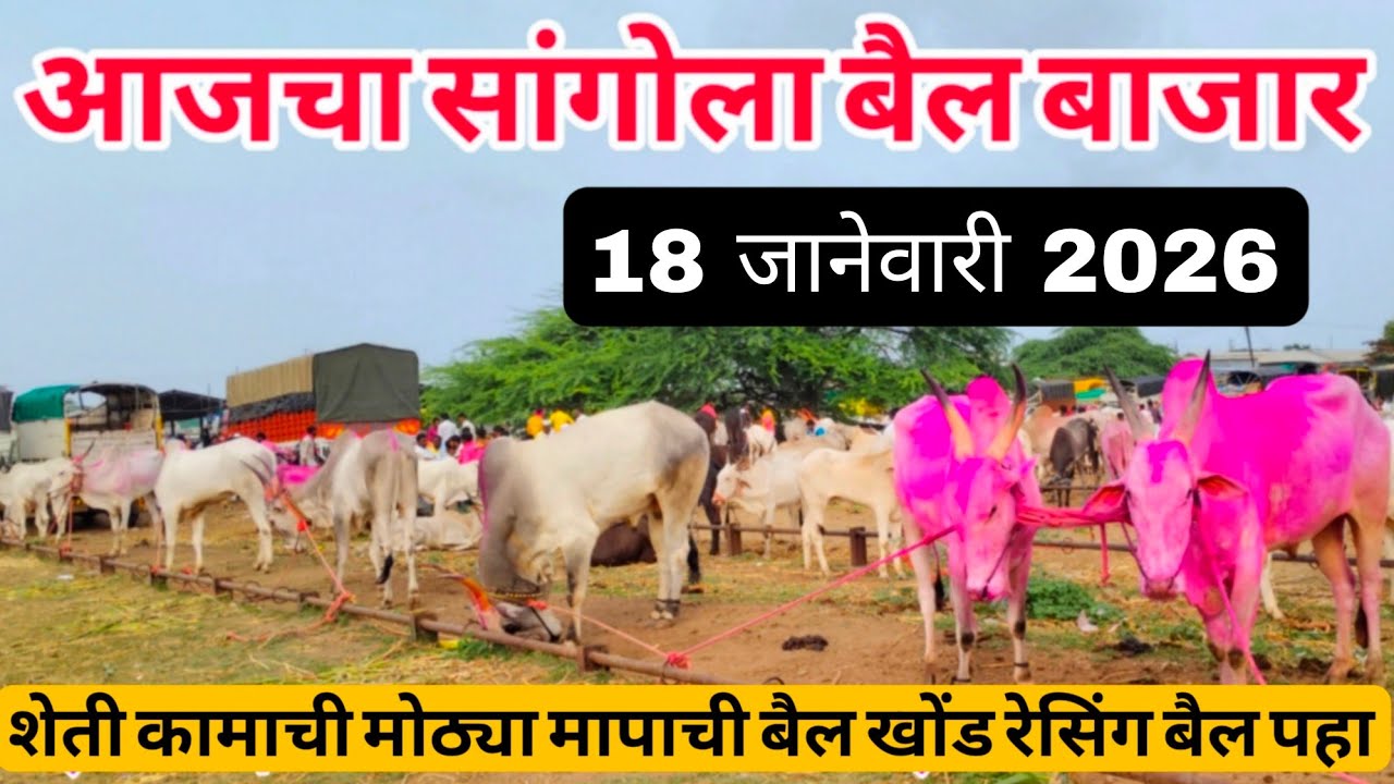 आजचा सांगोला खिल्लार बैल बाजार 18 जानेवारी 2026 #sangola_bazar #खिल्लार_बैल_बाजार #bullmarket 