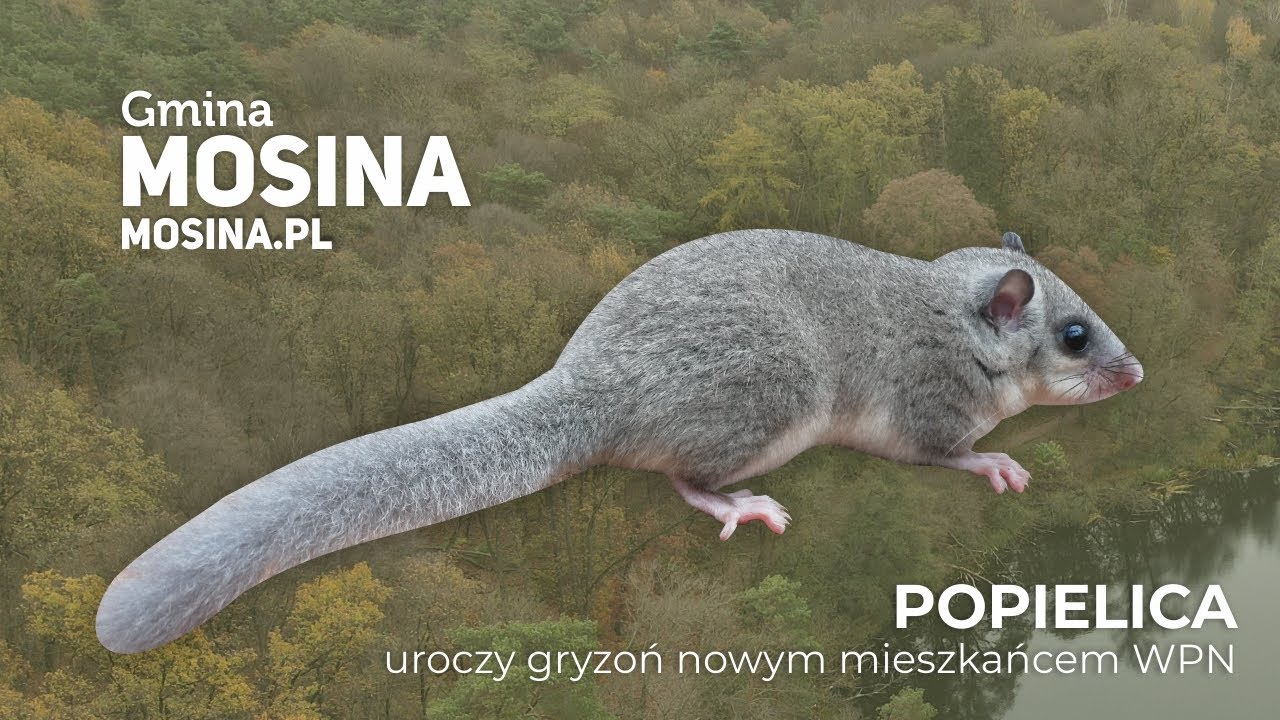 Popielica – uroczy gryzoń nowym mieszkańcem WPN