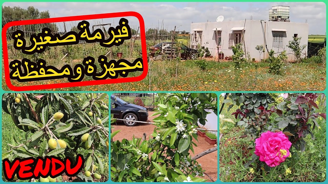 ✨ فيرمة صغيرة مجهزة بالمنزل والبئر والسياج والاشجار بكل الانواع  ✨ بين تيفلت والمعازيز