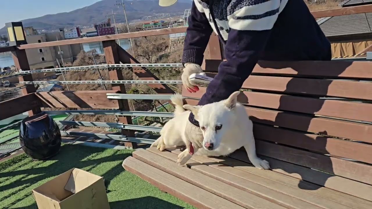 5총사들 빗질과 구충제 약을 