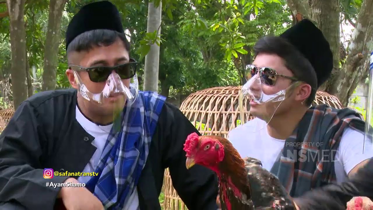 ALSHAD TAKUT NGELIAT AYAM SHAMO BETINA INI! | SAFANA (27/11/20) P2