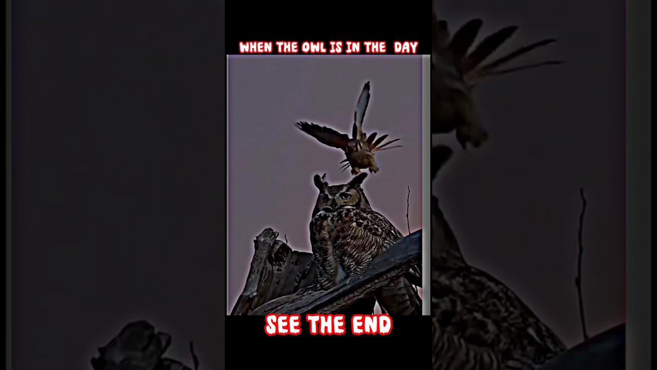 Daytime Victim, Nighttime Predator_The Owl's True Power 🦉
